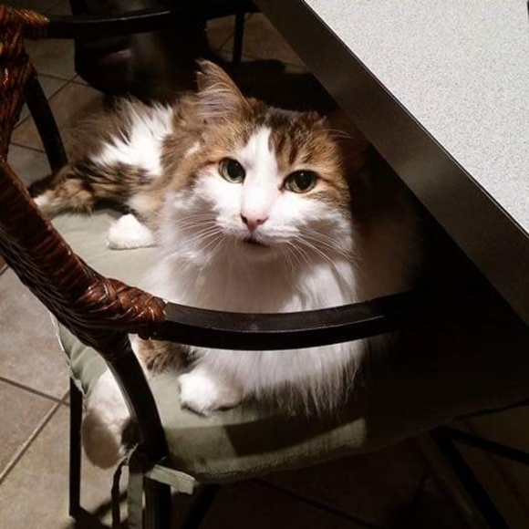 🌻PLEASE LIKE❤ andSHARE TO BE NOTIFIED OF MY LIVES .Thanks so much. God bless!🌻 - Picture 7 of 7